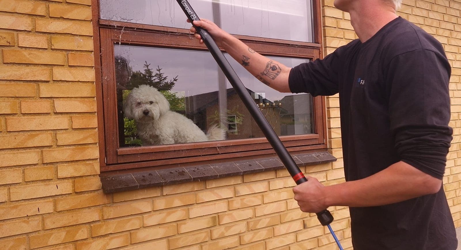 Vinduespudsning af vindue med teleskopstang mens hund kigger ud, hos privatkunde på Fyn